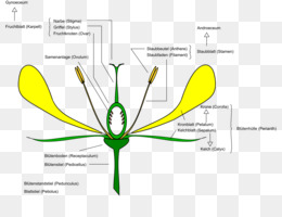 Diagrama para Morfologia e anatomia da flor