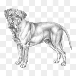 Fila Brasileiro fundo png & imagem png - Dogue de Bordeaux Mastiff inglês  Filhote de Gato - Cara De Cão png transparente grátis