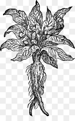 Mandrake personagem ícone desenho animado vetor raiz mágica folha de erva