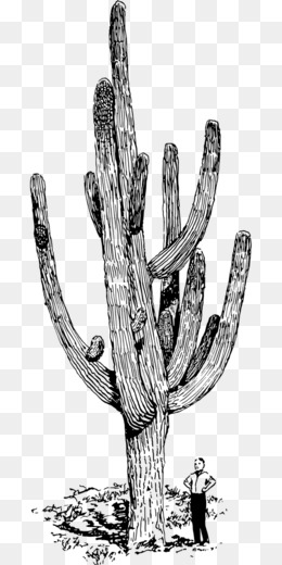 Cactaceae Saguaro Desenho, cacto preto, branco, mamífero, folha png