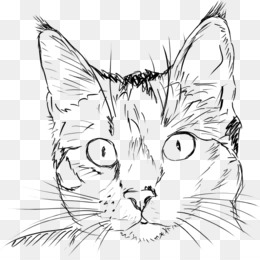 Desenhos animados do gatinho do gato, cara do gato, rosto, gato Como  mamífero png