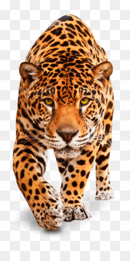 Fundo Base De Texto Em Inglês Personalizado Na Arte Da Pele De Leopardo  Animal Da Selva Foto E Imagem Para Download Gratuito - Pngtree