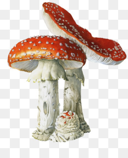 Cogumelo Amanita muscaria, casa de cogumelo, pintado, chapéu, mão png