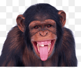 500 Macaco Fofo Fotos, Imagens e Fundo para Download Gratuito - Pngtree