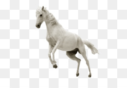 Cavalo branco, cavalo da Mongólia cavalo árabe cavalo Ferghana cavalo  Akhal-Teke, cavalo branco pulando, cavalo, animais, preto branco png