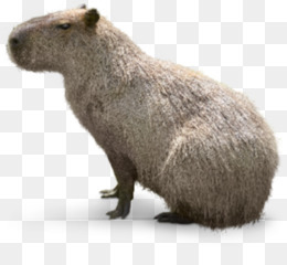 fofa capivara, desenho animado em transparente fundo, ai gerado 24822304 PNG