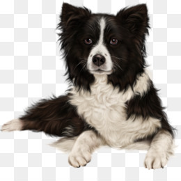 Border Collie Cão raça Filhote de cachorro Pickles Comédia negra, filhote  de cachorro, mamífero, animais png