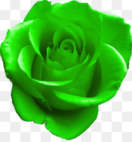 Rosa verde fondo png & png image - Rosa azul Jardín de rosas Repollo rosa Flores cortadas - Rosa verde png transparente gratis