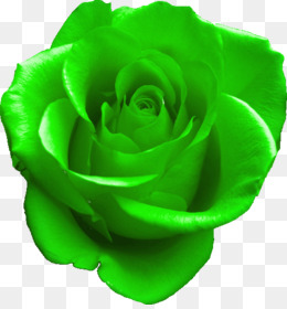 Rosa Verde fundo png & imagem png - Rosa azul Jardim de rosas Repolho rose  flores de Corte - rosa verde png transparente grátis