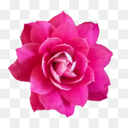 Bebe Cor De Rosa Fundo Png Imagem Png As Rosas Do Jardim De Repolho Rosa Cor De Rosa Flores Floribunda Bebe Cor De Rosa Da Flor Png Transparente Gratis