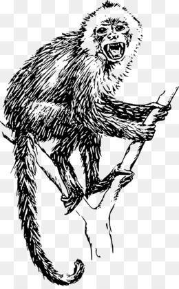 desenho de cabeça de animal - macaco-narigudo 16659553 PNG