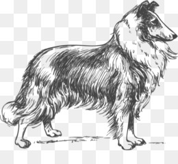 Border Collie Cão raça Filhote de cachorro Pickles Comédia negra, filhote  de cachorro, mamífero, animais png