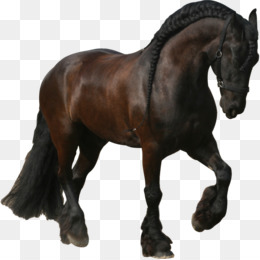 Crioulo Criollo Mustang Bridle, mustang, cavalo, logotipo, cavalo Aderência  png