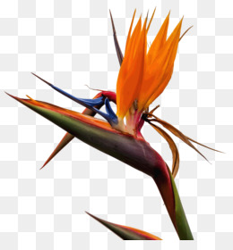 Flor Ave Do Paraíso fundo png & imagem png - 01504 - bird of paradise  flower png transparente grátis