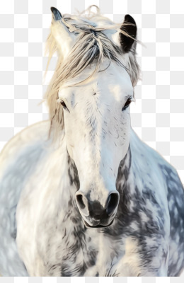 Cavalo branco Png - Baixar Imagens em PNG