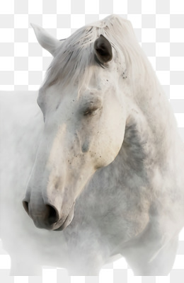 Cavalo, Branco, Scalable Vector Graphics png transparente grátis