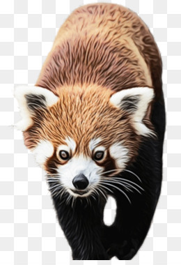 Bando De Desenhos Animados Pandas Vermelhos Podem Ser Elementos Comerciais  PNG , Panda Clipart, Desenho Animado, Encantador Imagem PNG e PSD Para  Download Gratuito