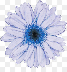 Azul, Gerbera, Flor png transparente grátis