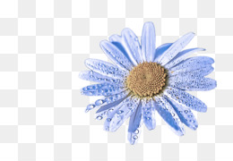 Azul, Gerbera, Flor png transparente grátis