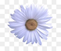 Azul, Gerbera, Flor png transparente grátis