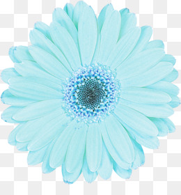 Azul, Gerbera, Flor png transparente grátis