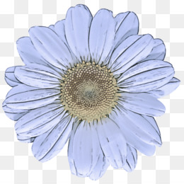 Azul, Gerbera, Flor png transparente grátis