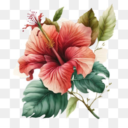 Flor Em Aquarela Hibicus PNG , Aquarela, Mão, Empate PNG Imagem para  download gratuito