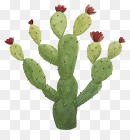 pretty_cactus.PNG (570×533)  Cactos desenho, Cactus ilustração